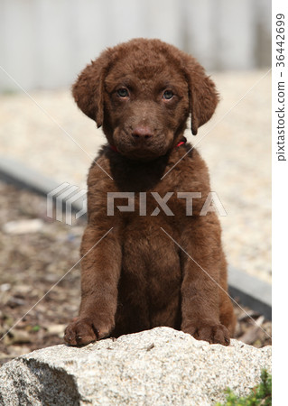 Adorable chesapeake bay retriever puppy on stone 36442699