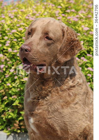 Beautiful Chesapeake Bay Retriever Beautiful Chesapeake Bay Retriever 36442706