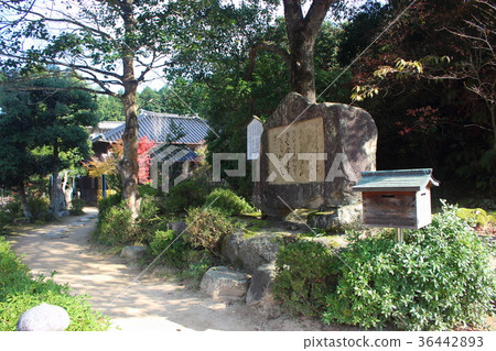 Tozainan Tozainan 36442893