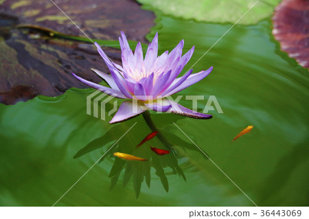 Water lily and killifish 2 Water lily and killifish 2 36443069