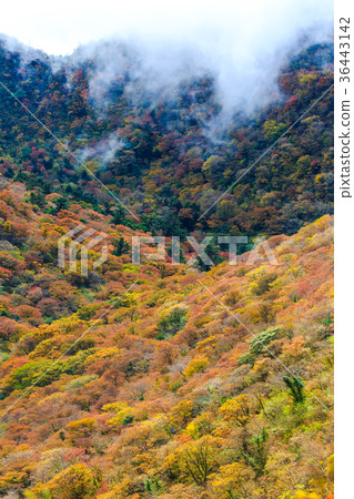 Autumn leaves of Unzen 36443142
