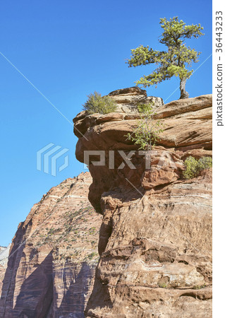 Lonely tree on the top of a mountain. 36443233