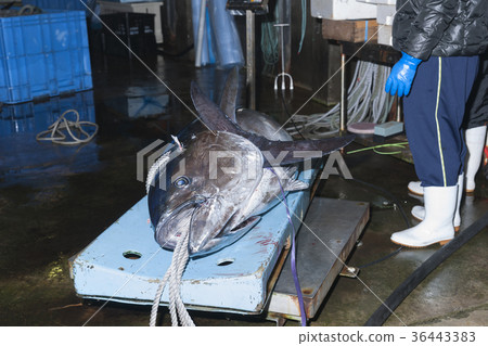 Okama tuna Okama tuna 36443383