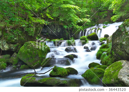 Tateshina Otakikami Summer stream Tateshina Otakikami Summer stream 36443520