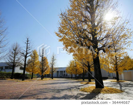 Kumamoto Prefectural University 36444087