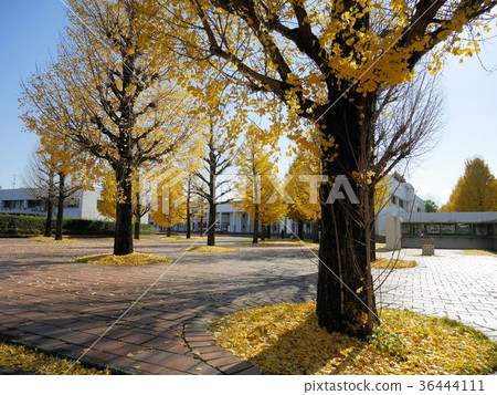Kumamoto Prefectural University and Ginkgo Tree Kumamoto Prefectural University and Ginkgo Tree 36444111