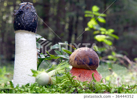 Witches in the forest 36444352