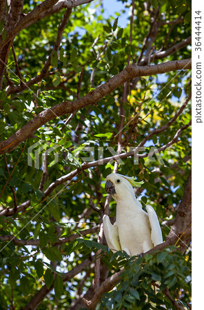 Cockatoo in Victoria Park in Dubbo Australia Cockatoo in Victoria Park in Dubbo Australia 36444414