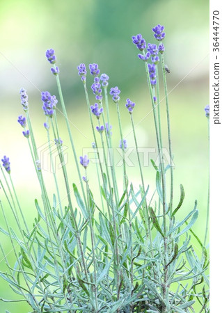 Lavender beginning to bloom Purple flower Lavender beginning to bloom Purple flower 36444770