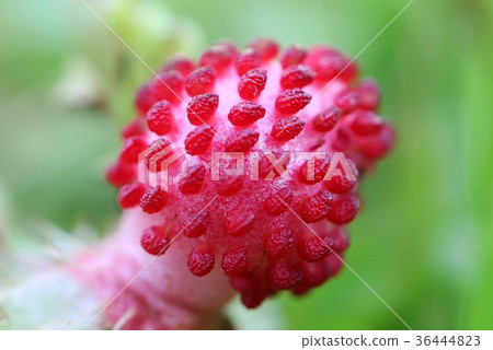 野草莓蛇草莓紅色果子關閉 36444823