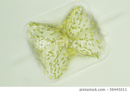 Butterfly 36445011