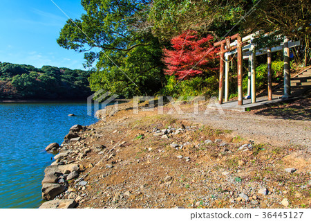 Autumn leaves of Unzen Suwa Pond Suwa Shrine 36445127