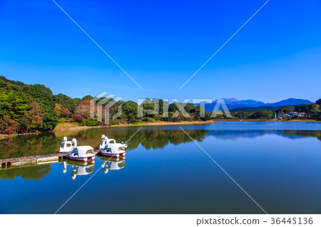 Autumn leaves and swan boat of Unzen Suwa pond 36445136
