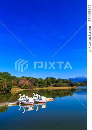 Autumn leaves and swan boat of Unzen Suwa pond 36445142