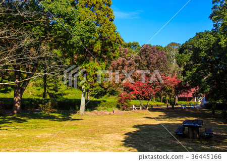 Autumn leaves of Unzen Suwa pond 36445166