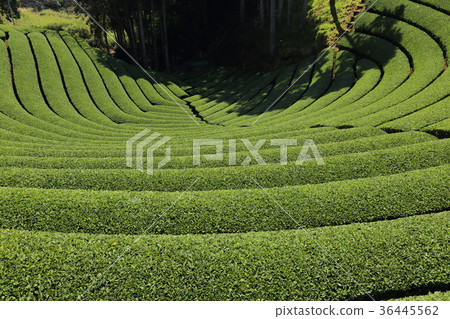 Round tea plant in Yakuza Town Haruyama Round tea plant in Yakuza Town Haruyama 36445562