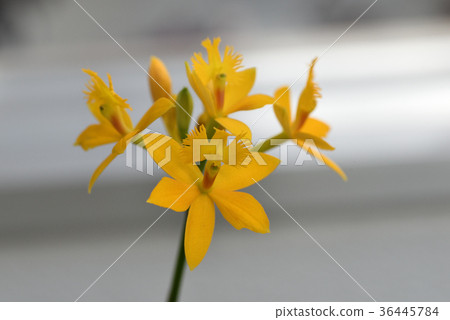 Epiden鼓(星谷) Epiden鼓(星谷) 36445784