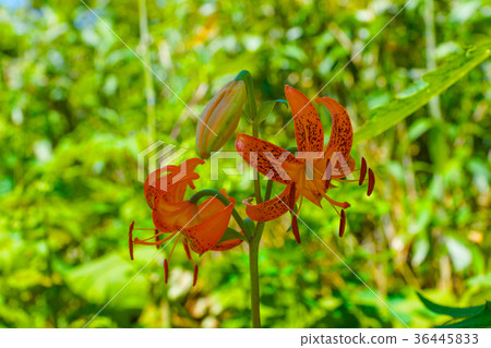 黃色百合Oni百合高山植物 36445833