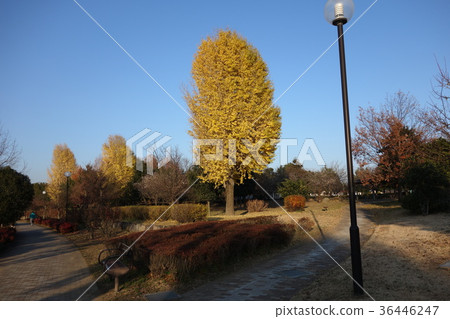 Hoshiie Onuma的12月 Hoshiie Onuma的12月 36446247