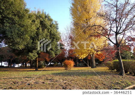 December of Hoshiie Onuma December of Hoshiie Onuma 36446251