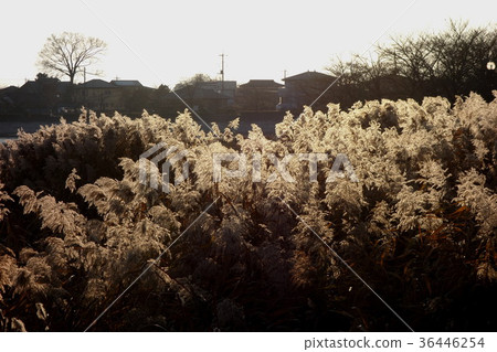 December of Hoshiie Onuma 36446254