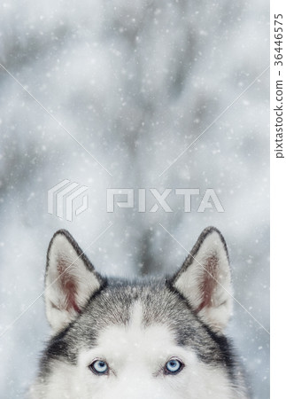 Portrait of Siberian Husky on background forest. 36446575