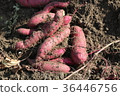  Sweet potato 36446756