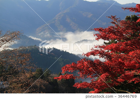 京都Tanba準國家公園綾部市Okuuebayashi 京都Tanba準國家公園綾部市Okuuebayashi 36446769