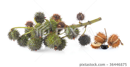 Castor on white background 36446875