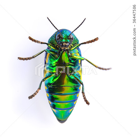 metallic wood boring beetle