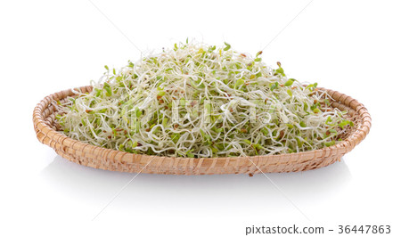 Alfalfa Sprout in basket on white background Alfalfa Sprout in basket on white background 36447863