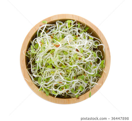图库照片: alfalfa sprout in a bowl on white background