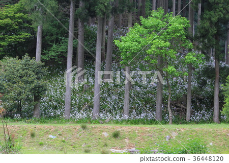 Shaga水源村Ayabe市京都Tamba Kogen準國家公園 Shaga水源村Ayabe市京都Tamba Kogen準國家公園 36448120