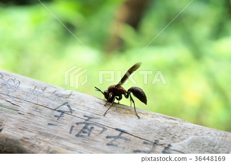 Bee animal 36448169