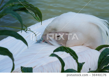 bird鳥鳥海龜 36448176