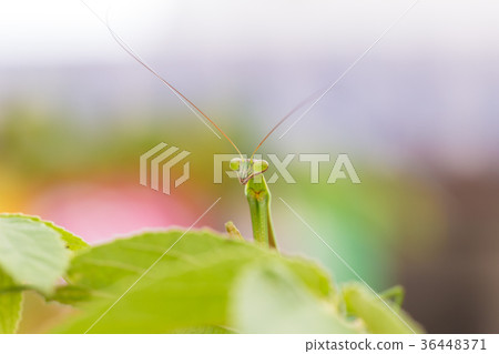 closeup green Mantis on a leaf. Mantodea. 36448371