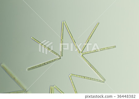 Orijakukeisou 36448382