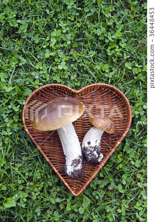 two mushroom boletus in heart basket on grass two mushroom boletus in heart basket on grass 36448453