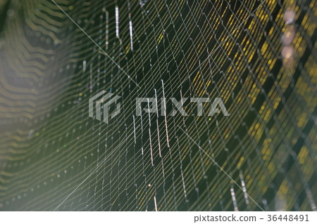 spiderweb  36448491