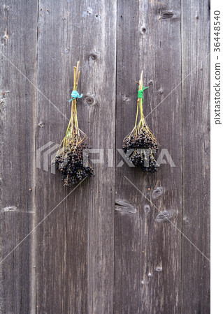 Two bunch  ripe elder  berry on old wooden  wall 36448540