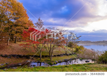 Autumn leaves on the shore of Lake Tanuki Autumn leaves on the shore of Lake Tanuki 36448600