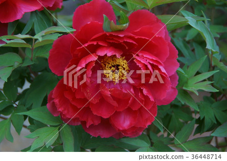 牡丹花語“是可恥的” 36448714