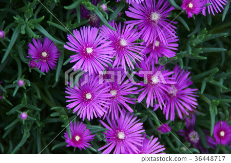 Matsukiku chrysanthemum matsubagiku flower language "slowly feeling" Matsukiku chrysanthemum matsubagiku flower language "slowly feeling" 36448717