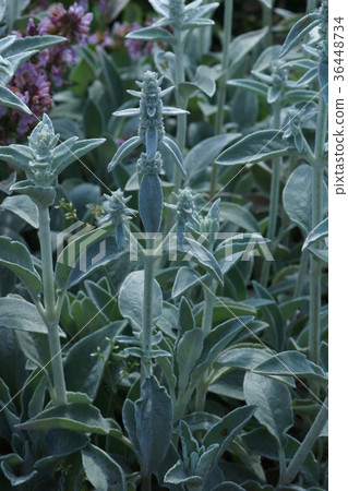 Rams Ear Flower Words "Follow You" Rams Ear Flower Words "Follow You" 36448734