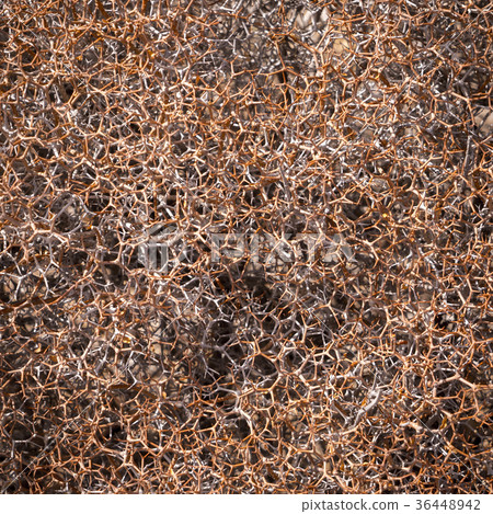 close up of a spiked bush close up of a spiked bush 36448942