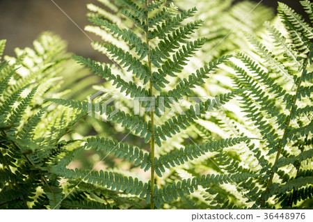 close up of a fern in spring 36448976
