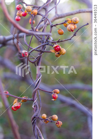 Red fruit of a crowned fish Red fruit of a crowned fish 36449313