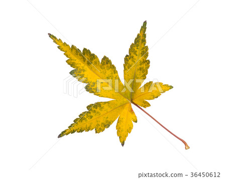 秋葉楓葉 秋葉楓葉 36450612