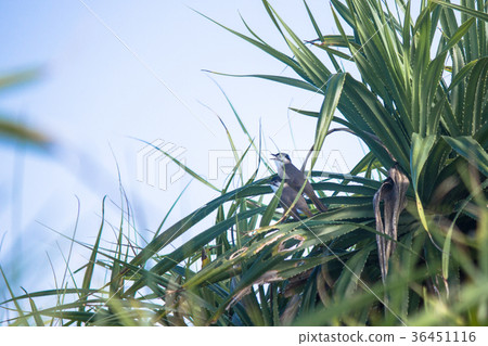 汕頭,鳥類 汕頭,鳥類 36451116