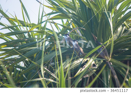 汕頭，鳥類 36451117